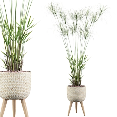 Exquisite Cyperus Nofretete Collection 3D model image 1 