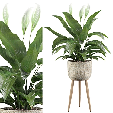 Exquisite Peace Lily - Perfectly Crafted 3D model image 1 