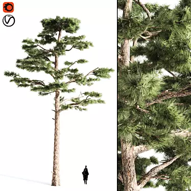  Majestic Pine Tree - 15.28ft Height 3D model image 1 