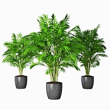 Trio of Palm Plants in Pots 3D model image 1 