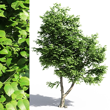 Leafy Beauty: Tilia Europaea Linden Tree 3D model image 1 