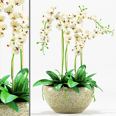 Orchid Flower Pot 200: Max 2012 & FBX 3D model image 1 