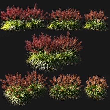 Muhly Grass Deluxe 2014 3D model image 1 