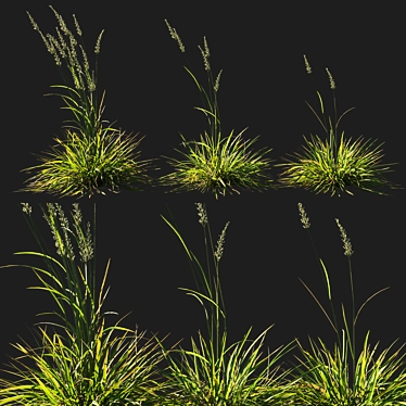 Koeleria macrantha Grass 03: Lifelike Ornamental Plant 3D model image 1 