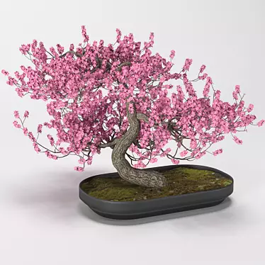 Bonsai tree