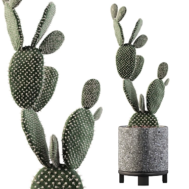 Terrazzo Opuntia Microdasys: 3D Plant Collection 3D model image 1 