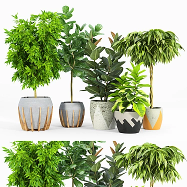 Ficus Set: 3D Models with Textures 3D model image 1 