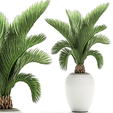 Tropical Palm in White Pot - Exotic, Indoor Plant 3D model image 1 