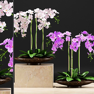 Orchid Pot: Plants & 3D Files 3D model image 1 