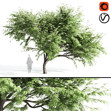 Acacia Caffra: High-Quality 3D Model 3D model image 1 