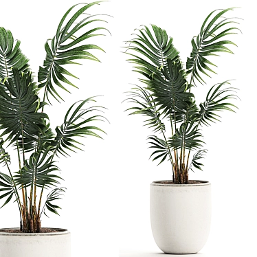 Exotic Plant Collection: Howea Forsteriana 3D model image 1 