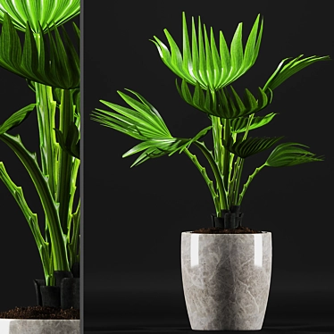 Exquisite Fan Palm Plant 3D model image 1 