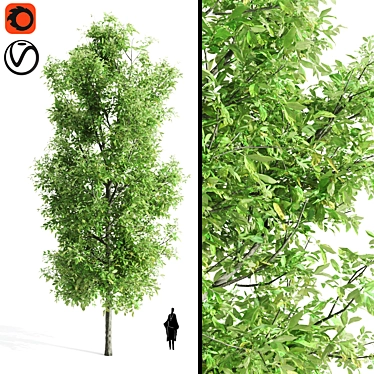 Premium Sorrel Tree: Majestic 12.34m Height 3D model image 1 