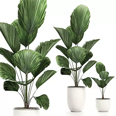 Tropical Indoor Plants Collection 3D model image 1 