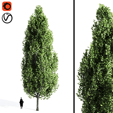  Majestic Cypress Oak Tree Growth 3D model image 1 
