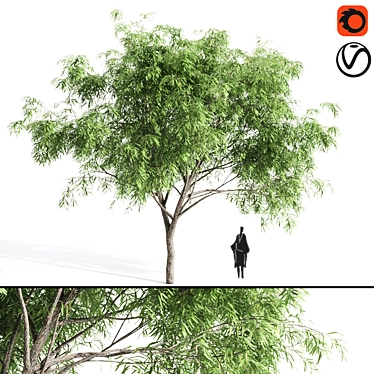 Stunning Velvet Mesquite Tree 3D model image 1 