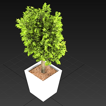 Mini Indoor Tree 3D model image 1 