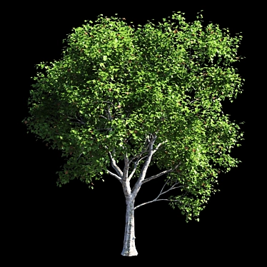 Premium Platanus Acerifolia Tree 3D model image 1 