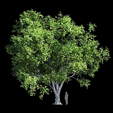 Product Title: Premium Platanus Acerifolia Tree 3D model image 1 