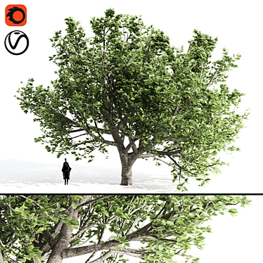 Tall Pear Tree for 3D Rendering 3D model image 1 