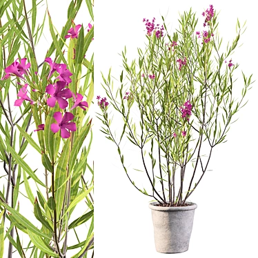 Elegant Oleander Plant: 3D Model 3D model image 1 