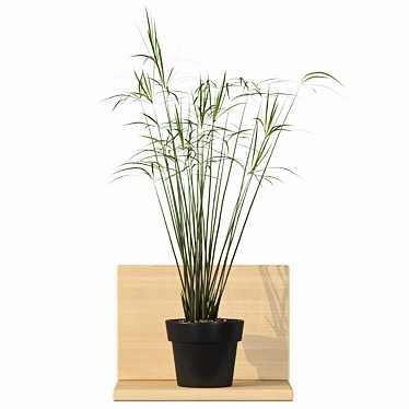 Tropical Charm: Cyperus Papyrus 3D model image 1 