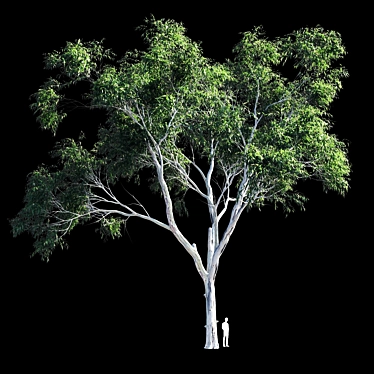 Eucalyptus 9 - Ultimate Polys:1,500,117 3D model image 1 
