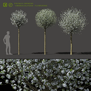 Blooming Cherry Umbrella Tree | Prunus Eminens Umbraculifera 3D model image 1 