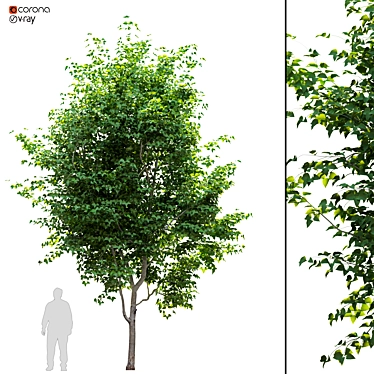 Lush Pear Tree: Beautiful and Fruitful 3D model image 1 
