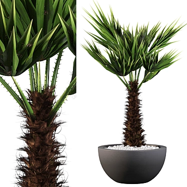 Stunning Chamaerops Palm for Your Collection 3D model image 1 