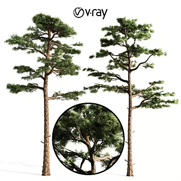 Pair of Majestic Pines 3D model image 1 