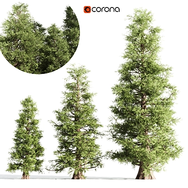 Tall Cedar Trees for Landscaping 3D model image 1 