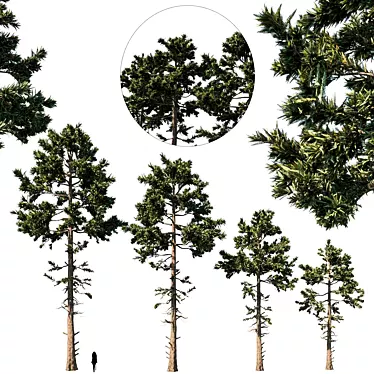 Douglas Fir Tree Set 3D model image 1 