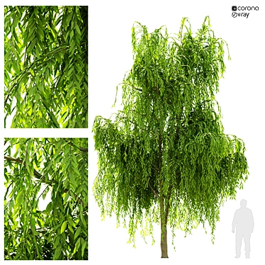 Graceful Weeping Willow Tree 3D model image 1 