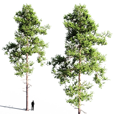Tall Scots Pine Tree, 18m 3D model image 1 