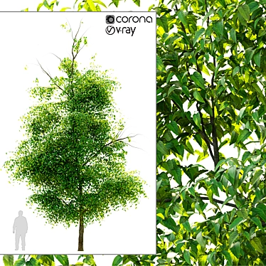 Elegant Elm Tree: Natural Beauty 3D model image 1 