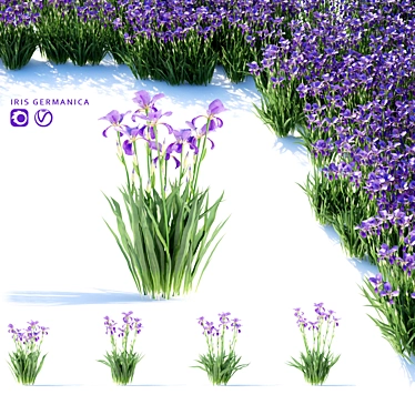 Vibrant Bearded Iris | Germanica Iris 3D model image 1 