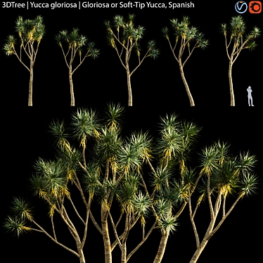 Yucca Gloriosa | Gloriosa or Soft-Tip Yucca, Spanish

Exquisite Yucca Gloriosa: 3D model image 1 
