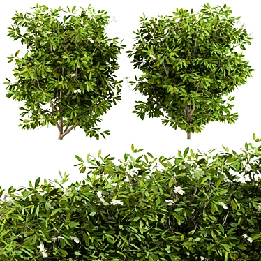 EasyGrow Bush Plants 3D model image 1 