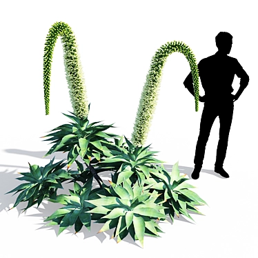 Agave Attenuata: Elegant Succulent for Polys 3D model image 1 