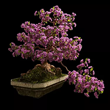 Miniature Sakura Bonsai 3D model image 1 