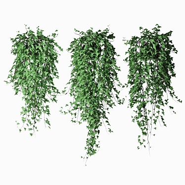 Lush Ivy Trio in Pot 3D model image 1 