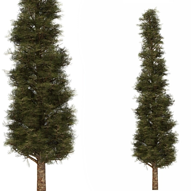 Pine02: 2013 Version, V-Ray Render 3D model image 1 