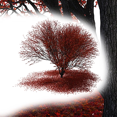 Autumn Maple Japanese Red Leaf 3D model image 1 