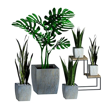 Indoor Plant Collection - Refresh Your Space 3D model image 1 