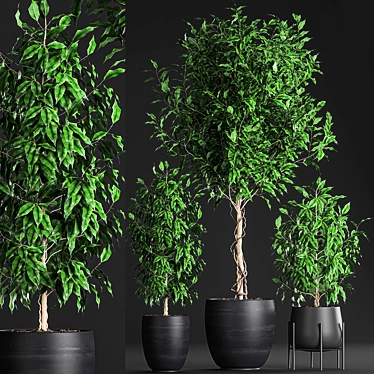 Tropical Plant Collection: Exotic Indoor Ficus Benjamin Trees 3D model image 1 