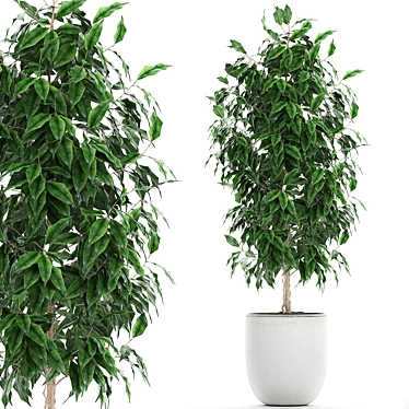 Tropical Ficus Benjamin in White Pot - Interior Decor 3D model image 1 