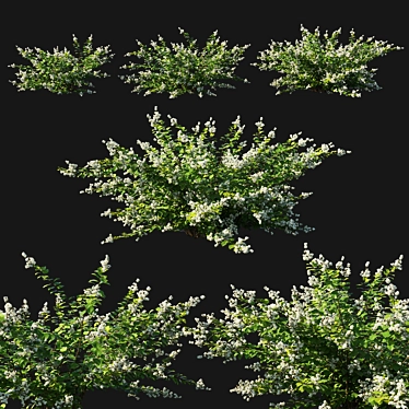 Symphoricarpos Berry Bush - White Wonderland 3D model image 1 