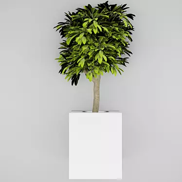 Modern Indoor Tree: Height 700mm 3D model image 1 