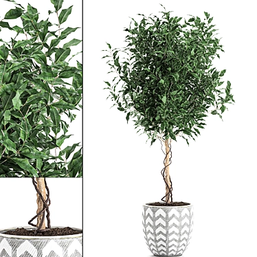 Tropical Ficus Benjamina in White Pot 3D model image 1 